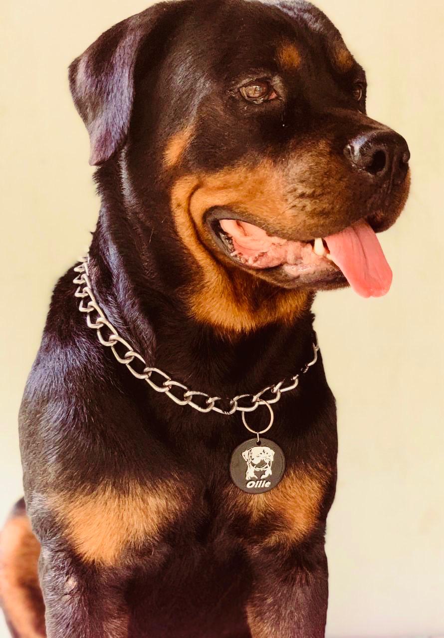 Custom printed pet tag example